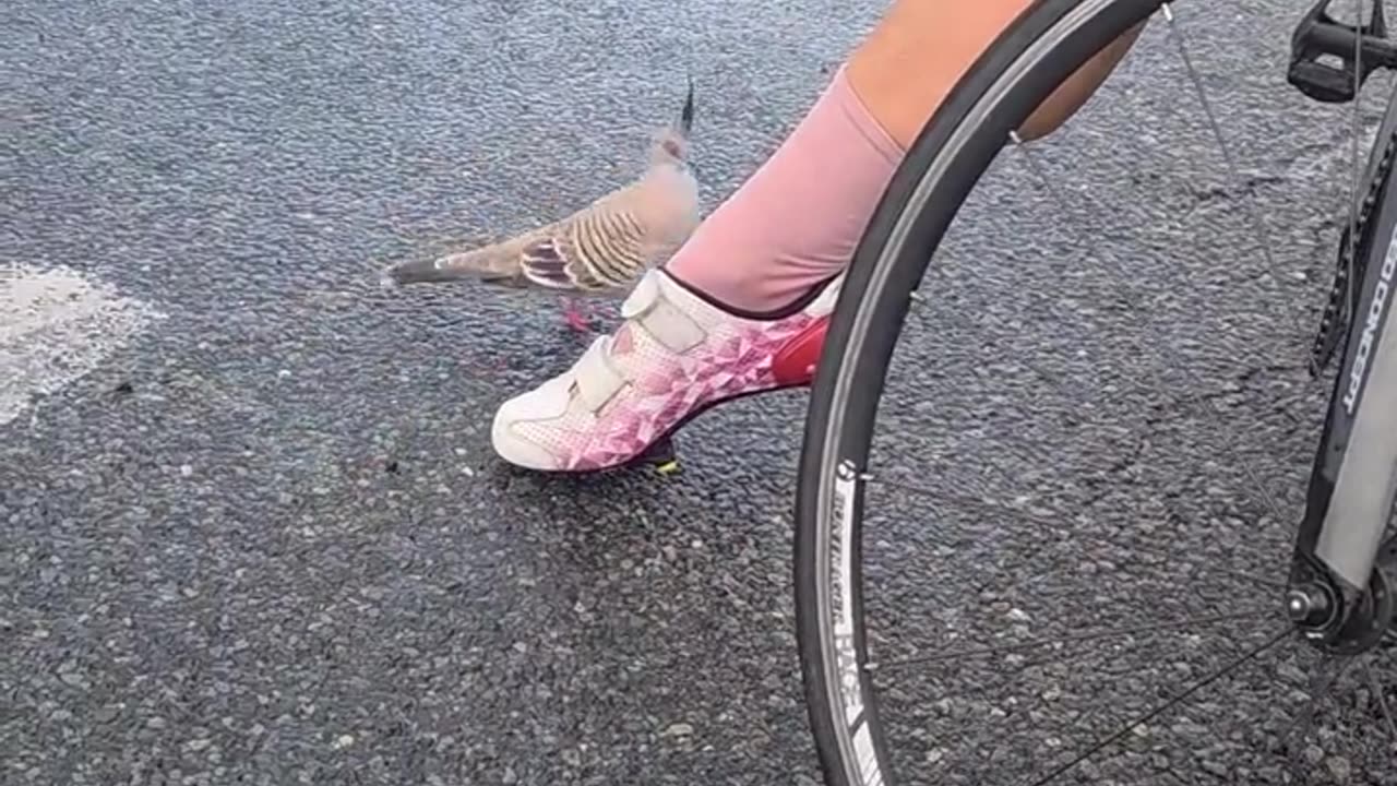 Bird Got A Foot Fetish