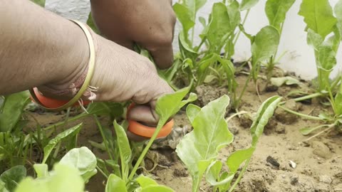 Harvesting Fresh Mixed Greens from My Terrace Garden 🌱