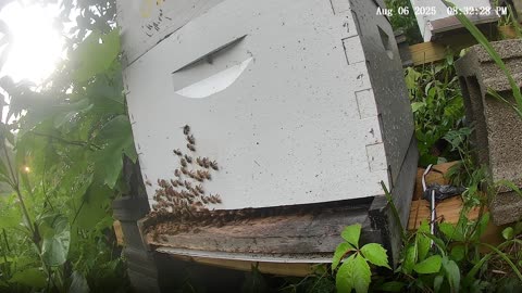 Bees on a Wednesday Evening