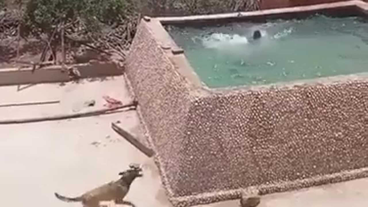 🐶😮 Will His Dog Save Him? | The Most Heartwarming Rescue Ever | FeedMyCuriosity