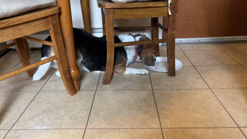Daisy the Beagle will follow a plate anywhere