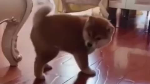 cute puppy dogs