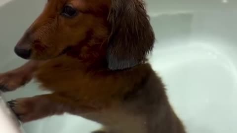 Fanny puppy
