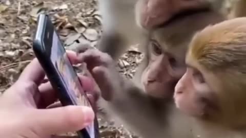 🐒 Viral Video: Monkeys Scroll Through Social Media Like Humans! 🤯 #Trending