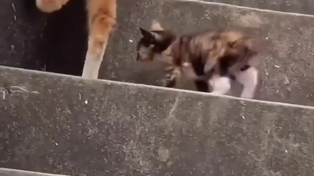 Mama’s leading the climb her kitten