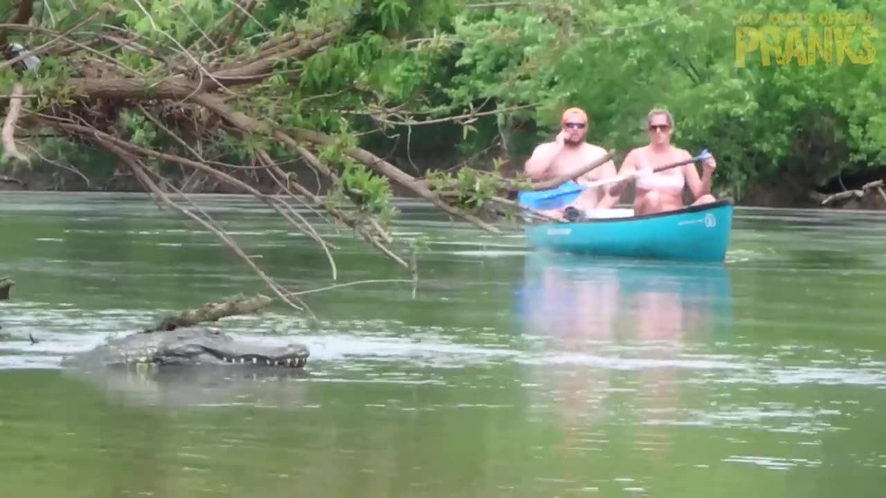 Remote Controlled Alligator | Just For Laughs
