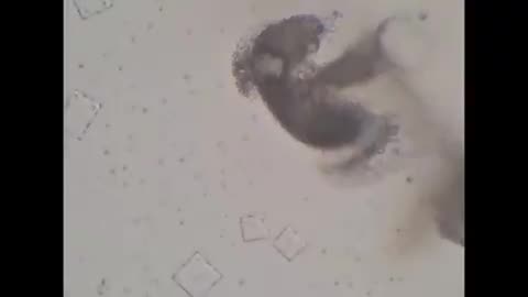 Nicotine Destroys Nanotechnology from Vaccines