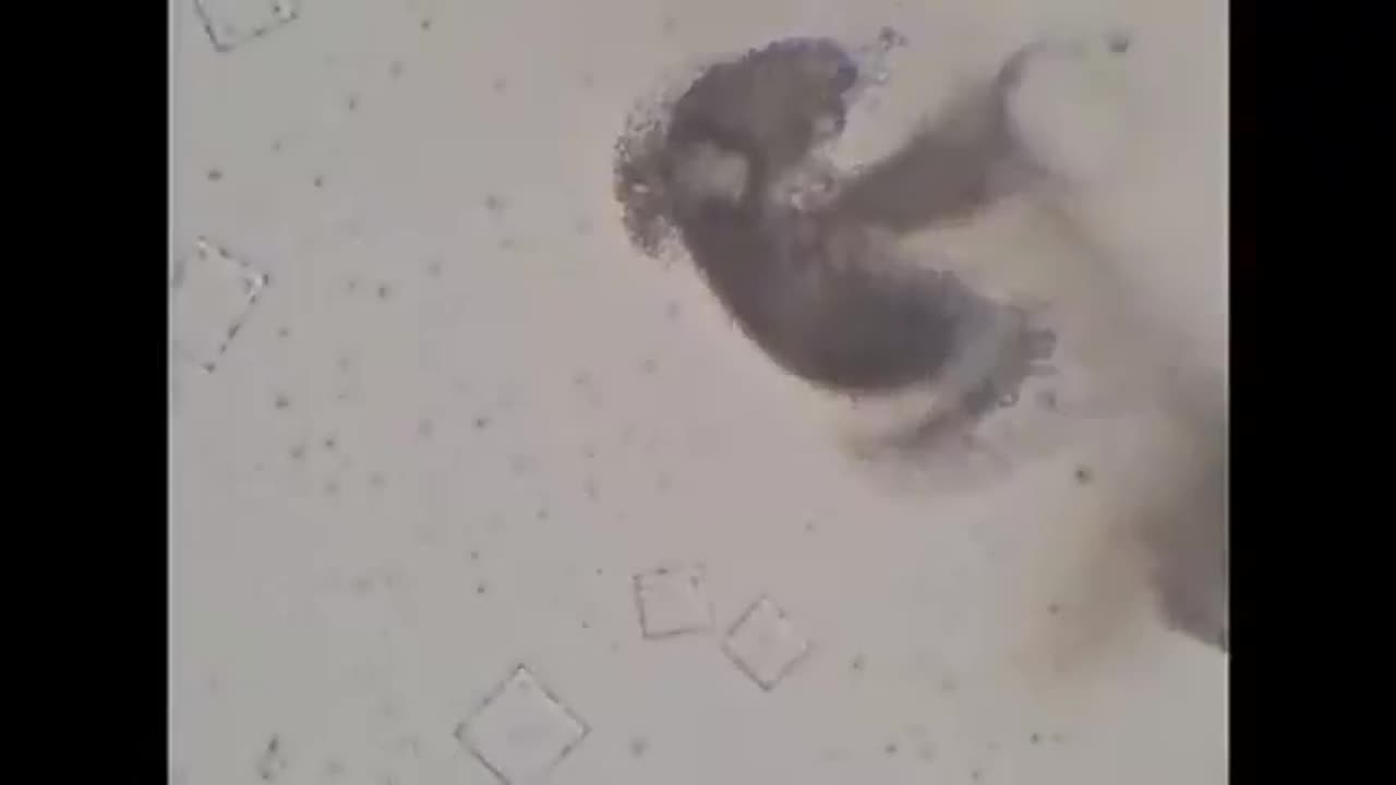 Nicotine Destroys Nanotechnology from Vaccines