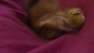 😂🐶 Floki's Ball Play is Hilarious! | FunFM