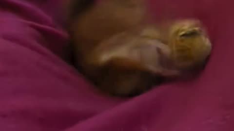 😂🐶 Floki's Ball Play is Hilarious! | FunFM
