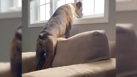 Try Not To Laugh Cats And Dogs Videos