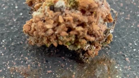 Green Lacewing Larvae Mistaken For Spider