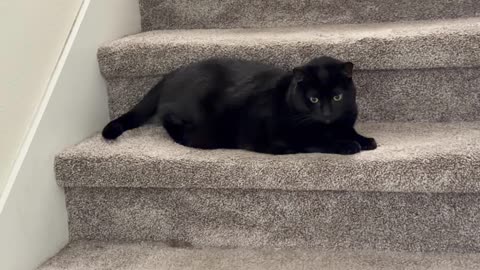 Cute Playful Precious Piper Acts Dignified When the Camera is On - My Adopted Shelter Cat Vlog