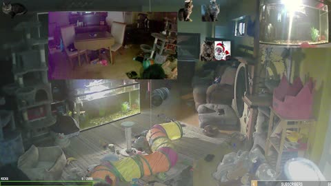 Sleepless Chaos with The Cat Ranch Crew