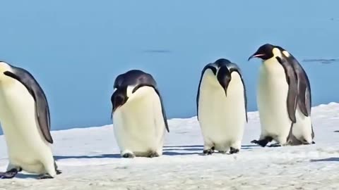 Emperor penguins consider even small cracks in the sea ice as big obstacles