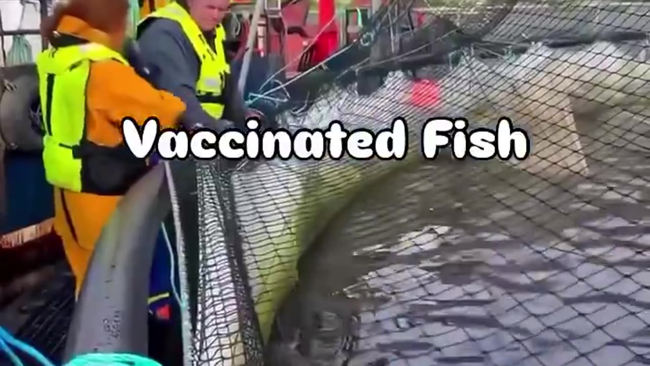 Vaccinated fish for you!