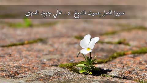 سورة النمل - علي جريد