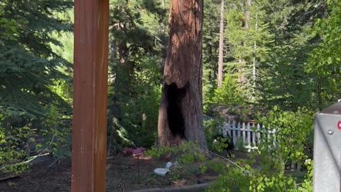 Dog Trees a Bear in Lake Tahoe Backyard