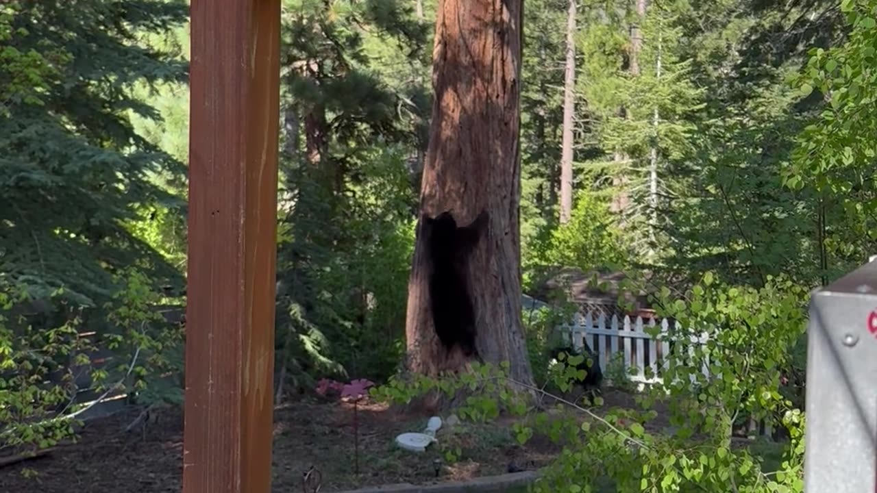 Dog Trees a Bear in Lake Tahoe Backyard
