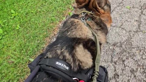 Service dog Virgil.