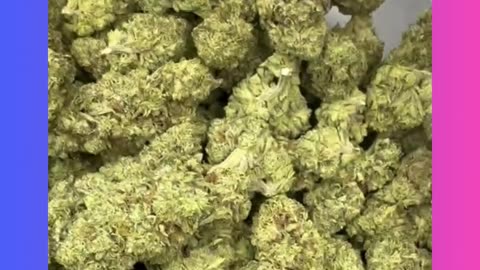 Slapz (27% THCa) Top Shelf Exotic Hybrid | Skunky, Diesel Flower for White Label & Wholesale #thca