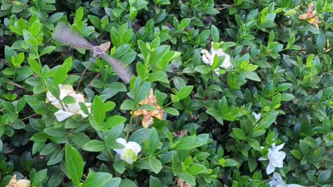 Hummingbird Moth