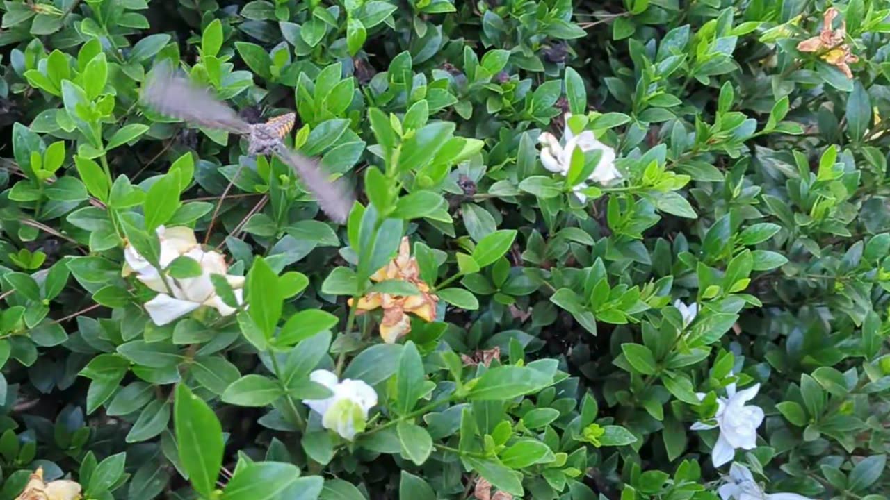 Hummingbird Moth