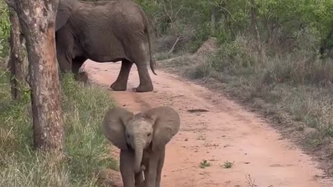 Elephant child