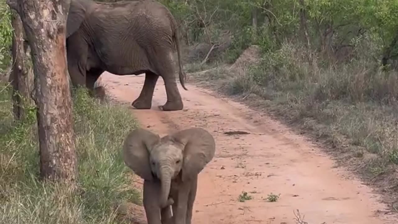 Elephant child