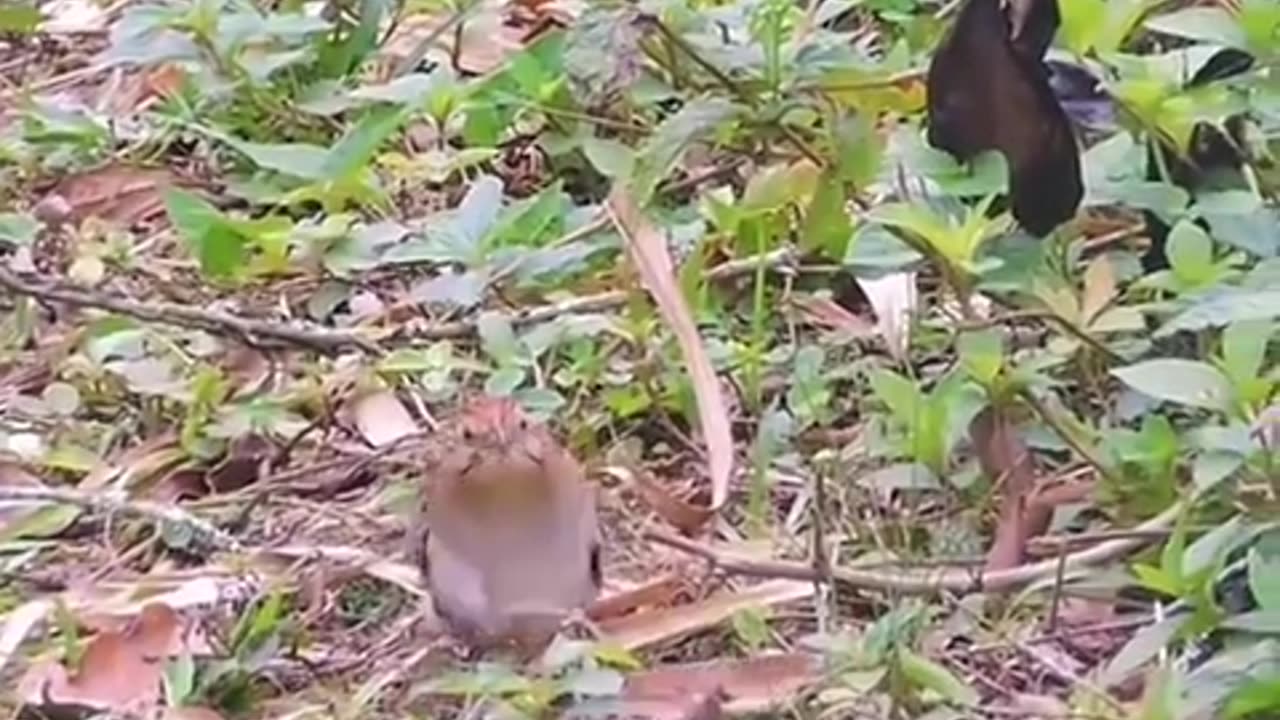 🦜😂 Second Bird Surprise! You Won't Expect This! | FunFM