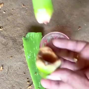 Growing Coconut Banana for amazing fruits #fruit #garden #reels #coconut #banana #shorts #nature