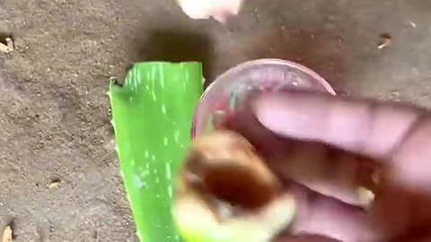 Growing Coconut Banana for amazing fruits #fruit #garden #reels #coconut #banana #shorts #nature