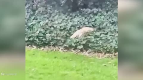 Hilarious Animal Fails You Can't Miss!