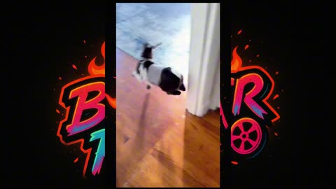 "Funny Goats Compilation 🐐 | Crazy Funny Goat Moments"