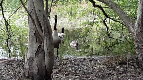 Nature and Animals