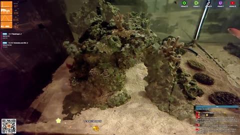 24/7 Real Live Reef Stream