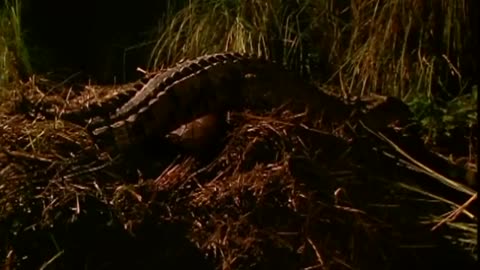 Steve Irwin Faces A Massive Saltwater Crocodile In Australia Crocs Down Under Real Wild