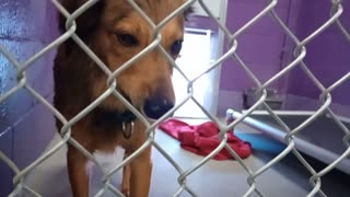 Charlie 10mos. Pet Id 949376 kennel 10 HSSAZ shelter he was real nervous with me at start2025110799