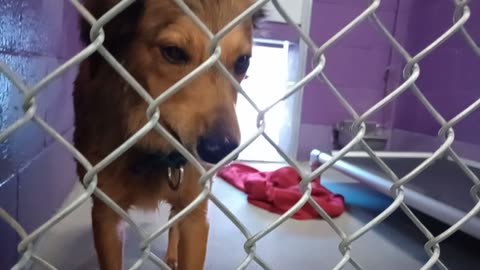 Charlie 10mos. Pet Id 949376 kennel 10 HSSAZ shelter he was real nervous with me at start2025110799