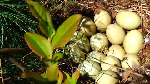 Duck Eggs