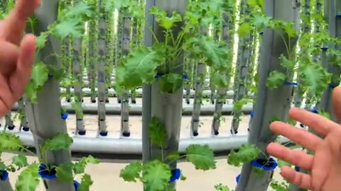 Quick Tour of a Vertical Greenhouse | Spill The Greens