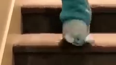 Compilation of Animals That Forgot They’re Animals