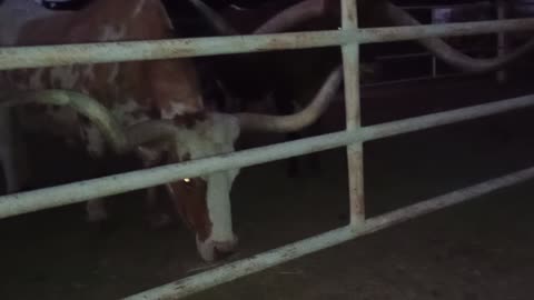 Looking at a couple, female & male longhorn cattle while visiting my mom&dad20250819155