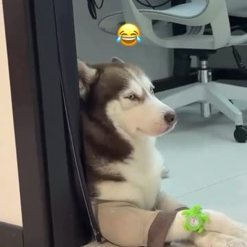 You are lucky that I love you human