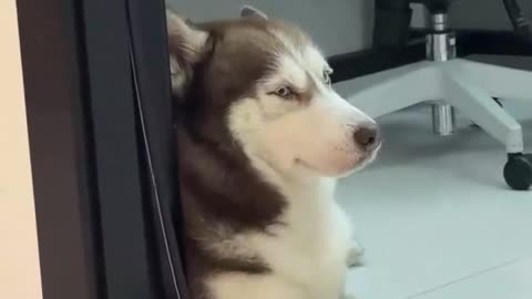 You are lucky that I love you human