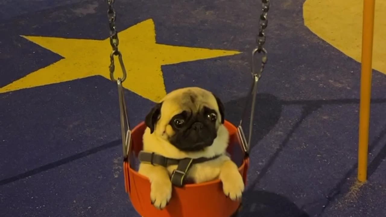 Pug in a Swing