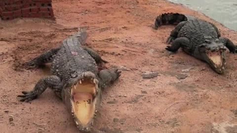 The crocodile is afraid of the shovel.