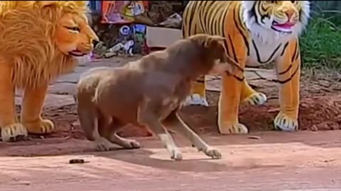 Lion vs dog's comedy Videos 🤣 so cute videos 😍