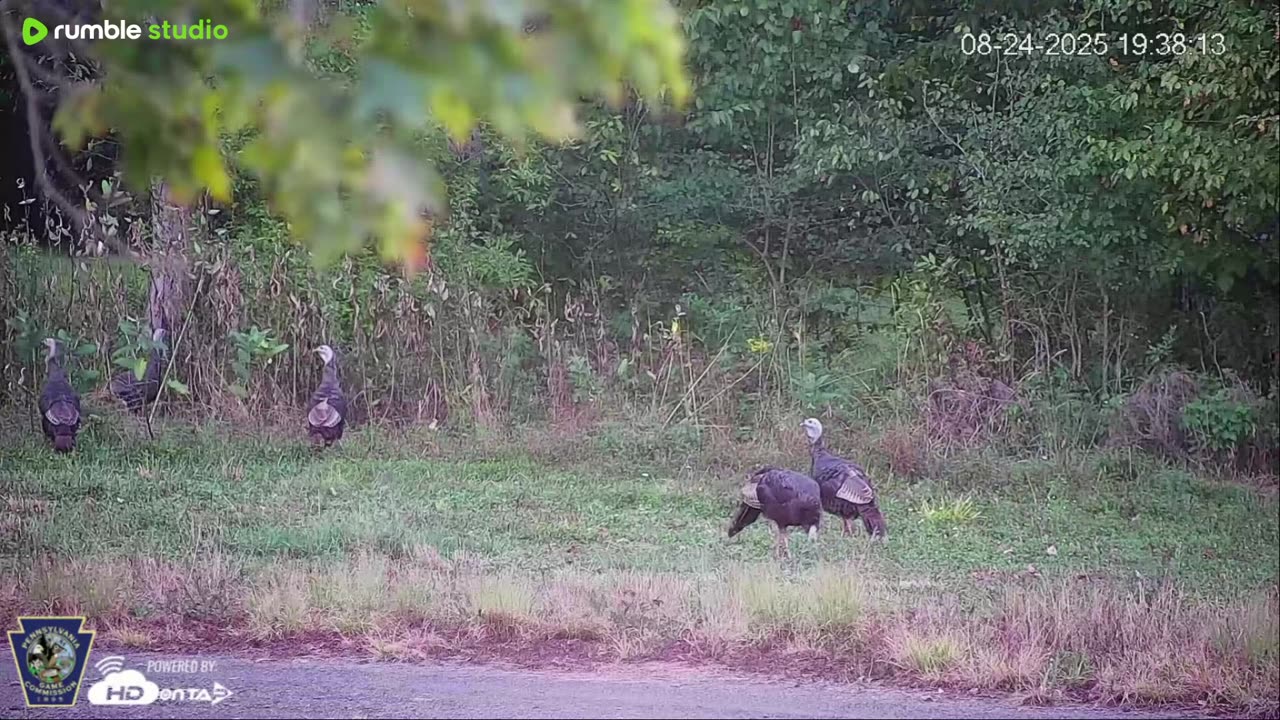 Pennsylvania Elk Live Webcam