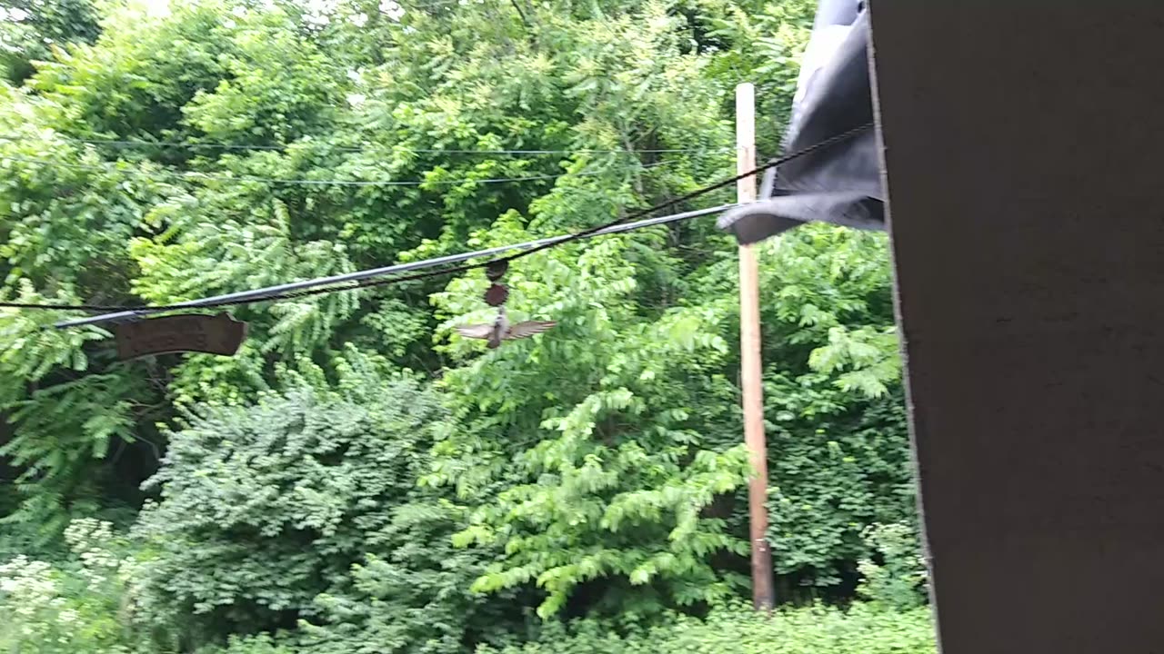 Cicada Noises - Date: 6/9/2019